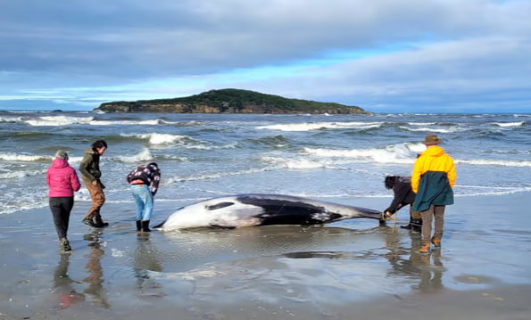 Lo and Behold: World’s Rarest Whale May Have Washed Up on New Zealand Beach